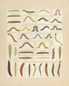 an old book with many different types of worms and caterpillars on it