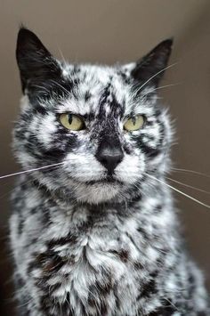 a black and white cat with yellow eyes