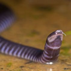 a close up of a purple snake in water