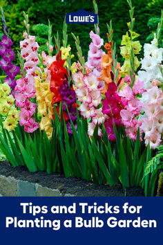 colorful flowers in a garden with the title tips and tricks for planting a bulb garden