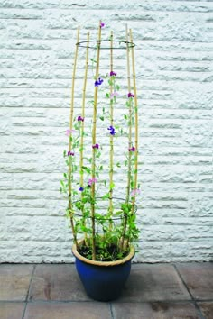 a potted plant with purple flowers and green leaves in front of a white brick wall