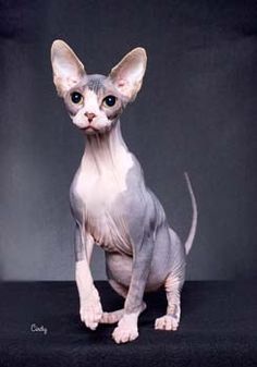 a hairless cat sitting on top of a black surface