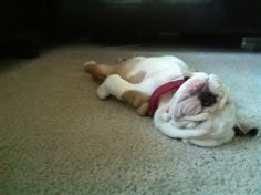 a small white and brown dog laying on the floor