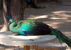 a peacock sitting on top of a stone bench next to a tree trunk and dirt ground