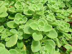 small green plants are growing in the grass