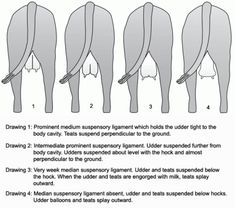 the instructions for how to draw an elephant's trunk and tail, with different positions