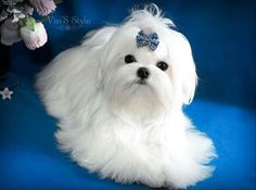 a small white dog with a blue bow on its head sitting in front of flowers