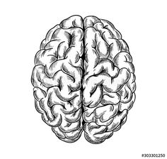 the human brain is drawn in black and white ink on a white background, it looks like