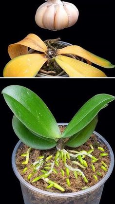 two pictures showing the same plant in different stages of blooming