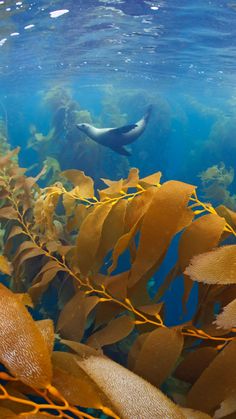 an underwater view of seaweed and a seal swimming in the water near shore line