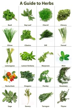 a guide to herbs is shown in an image with the names and pictures on it