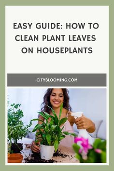 Woman cleaning houseplant leaves with a spray bottle. Indoor Oasis