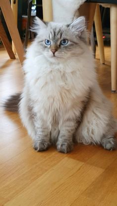 a cat sitting on the floor in front of a chair