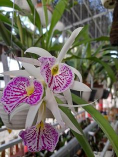 two purple and white flowers in a greenhouse