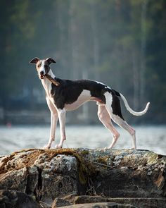 a black and white dog standing on top of a rock next to the ocean with trees in the background