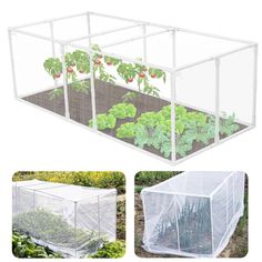 an image of a greenhouse with tomatoes growing in the ground and on the outside side