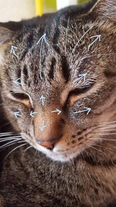 a close up of a cat with arrows drawn on it's face