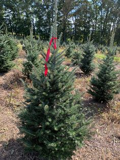 a row of christmas trees in a field with red ribbon tied to the tree tops