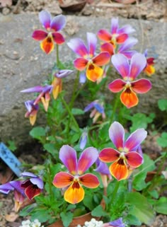 purple and orange flowers in a pot on the ground