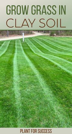 green grass with mowing stripes Common Lawn Weeds, Clay Soil Plants, Best Grass Seed, Lawn Renovation, Fall Lawn Care, Organic Lawn Care, Lawn Repair, Fall Lawn, Lawn Care Schedule