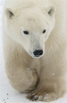 a polar bear sitting in the snow with its head turned to the side and eyes wide open