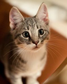 a small kitten sitting on top of a wooden floor