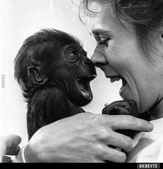 a woman holding a baby gorilla in her arms with its mouth open and tongue out