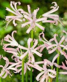 pink and white flowers are blooming in the garden, with green foliage behind them