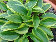 a close up of a plant with green leaves in a flower pot on the ground