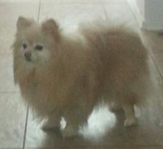 a small brown dog standing on top of a tile floor