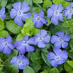 blue flowers with green leaves in the background