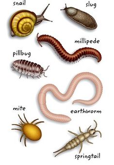 the different types of bugs and slugs are shown in this illustration, with their names