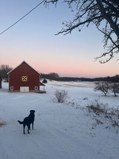 a black dog standing in the snow near a red barn with a cross on it