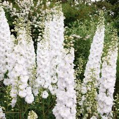 white flowers are blooming in the garden