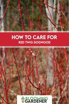 red twig tree with text overlay how to care for red twig dogwood