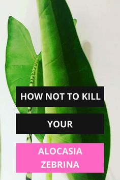 a large green plant with the words how not to kill your alocasia zebra