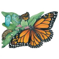 an orange butterfly sitting on top of a green leafy plant with other butterflies around it