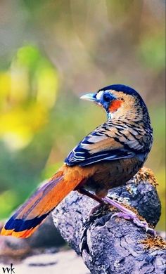 a colorful bird sitting on top of a tree branch