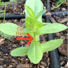 a close up of a plant with the words cut here and an arrow pointing to it