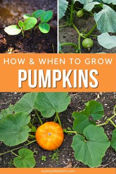 pumpkins growing in the garden with text overlay that reads how and when to grow pumpkins