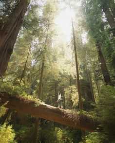 a man standing on top of a fallen tree in a forest filled with tall trees