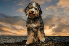 a dog sitting on top of a rock next to the ocean at sunset with clouds in the background