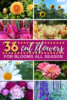 flowers that are blooming all season with the words, 38 cut flowers for blooms all season