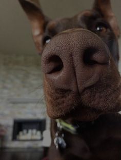 a close up of a dog's face with it's nose slightly open