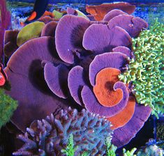 an aquarium with many different types of corals