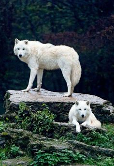 two white wolfs are standing on top of some rocks