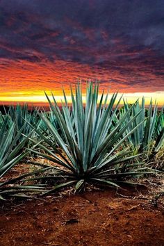 the sun is setting over a field of pineapples in an area with sparse grass