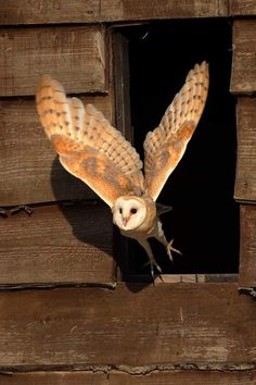 an owl is flying out of the window of a wooden building with it's wings spread