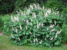 a bush with white flowers and green leaves in the middle of a garden area next to trees