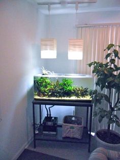 a fish tank with plants in it next to a plant on a stand near a window